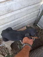 Female1, a male Doberman Pinscher for sale in Vandalia, IL – 5 of 5
