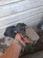 Female1, a male Doberman Pinscher for sale in Vandalia, IL – 4 of 5