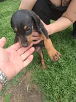 Female2, a male Doberman Pinscher for sale in Vandalia, IL – 3 of 3