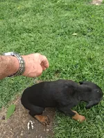Female2, a male Doberman Pinscher for sale in Vandalia, IL – 2 of 3