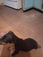 Male 2, a male Doberman Pinscher for sale in Vandalia, IL – 3 of 3