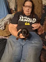 Male4, a male Doberman Pinscher for sale in Vandalia, IL – 1 of 1