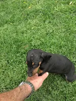 Female  3, a male Doberman Pinscher for sale in Vandalia, IL – 3 of 3