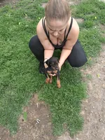 Female1, a male Doberman Pinscher for sale in Vandalia, IL – 2 of 3