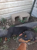 Female  3, a male Doberman Pinscher for sale in Vandalia, IL – 4 of 4