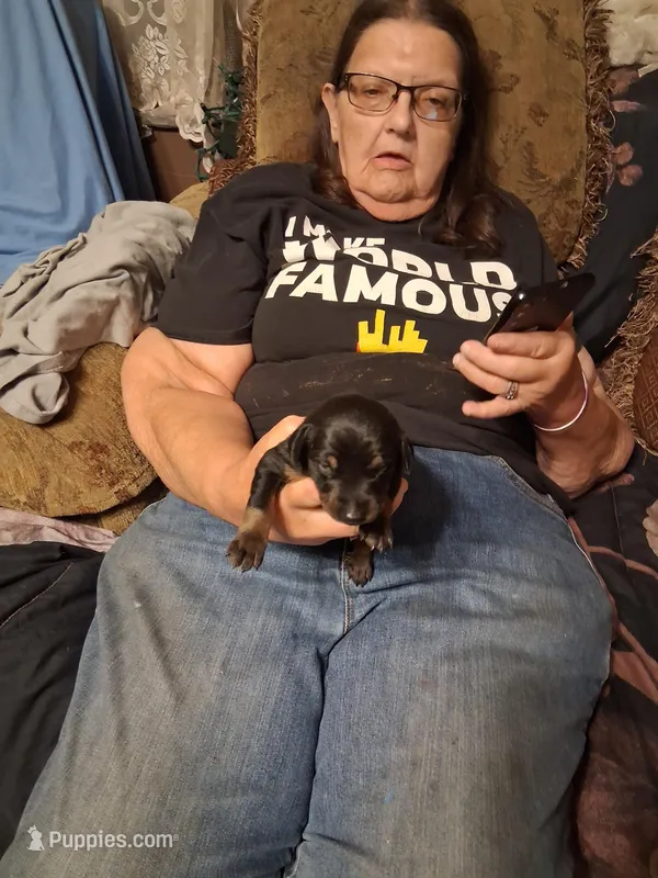 Female  3 – Doberman Pinscher puppy for sale in Vandalia, IL