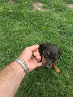 Female  3, a male Doberman Pinscher for sale in Vandalia, IL – 2 of 3