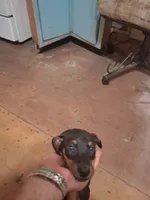 Male3, a male Doberman Pinscher for sale in Vandalia, IL – 3 of 3