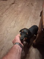 Male 2, a male Doberman Pinscher for sale in Vandalia, IL – 2 of 3