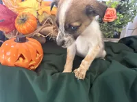 Ellie, a female Australian Cattle Dog for sale in Lakeside, AZ – 5 of 5