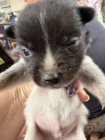 Peppy, a male Australian Cattle Dog for sale in Albuquerque, NM – 2 of 4