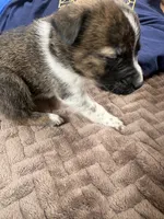 Shira, a female Australian Cattle Dog for sale in Albuquerque, NM – 3 of 3