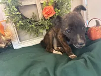 Sweety, a female Australian Cattle Dog for sale in Lakeside, AZ – 4 of 5
