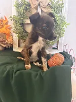 Sweety, a female Australian Cattle Dog for sale in Lakeside, AZ – 3 of 5