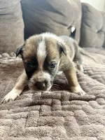 Buster, a male Australian Cattle Dog for sale in Albuquerque, NM – 1 of 3