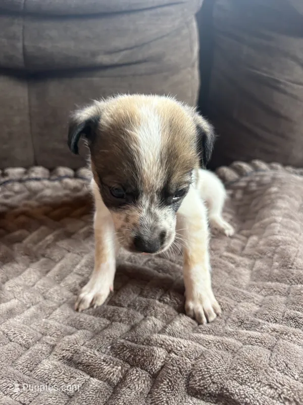 Bella – Australian Cattle Dog puppy for sale in Albuquerque, NM