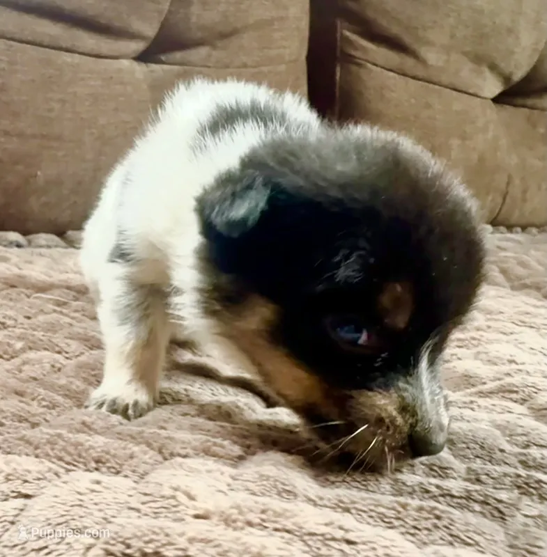 Tiny – Australian Cattle Dog puppy for sale in Albuquerque, NM