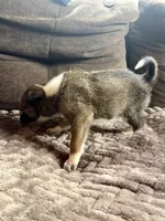 Buster, a male Australian Cattle Dog for sale in Albuquerque, NM – 3 of 3