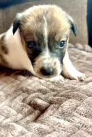Freckles, a female Australian Cattle Dog for sale in Albuquerque, NM – 3 of 3