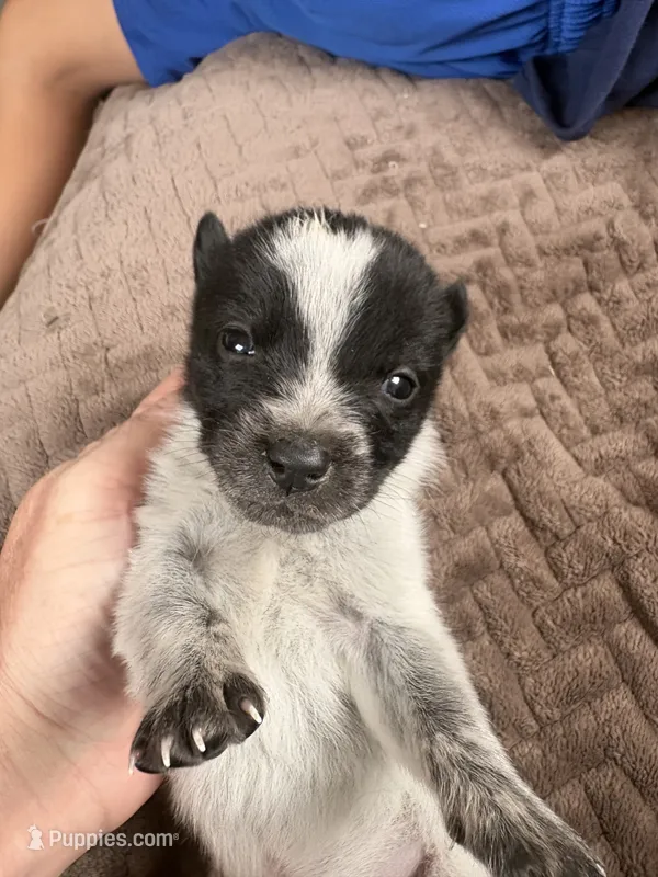 Le Pew – Australian Cattle Dog puppy for sale in Albuquerque, NM