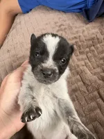Le Pew, a male Australian Cattle Dog for sale in Albuquerque, NM – 1 of 3