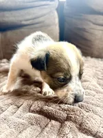 Bella, a female Australian Cattle Dog for sale in Albuquerque, NM – 2 of 3