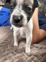 Pebbles, a female Australian Cattle Dog for sale in Albuquerque, NM – 2 of 2