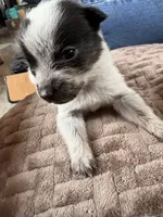 Dot, a female Australian Cattle Dog for sale in Albuquerque, NM – 2 of 3
