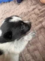 Le Pew, a male Australian Cattle Dog for sale in Albuquerque, NM – 2 of 3