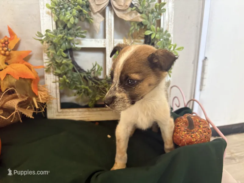 Ellie, a female Australian Cattle Dog for sale in Lakeside, AZ – 1 of 5