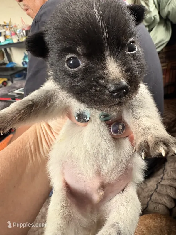 Peppy – Australian Cattle Dog puppy for sale in Albuquerque, NM