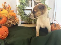 Ellie, a female Australian Cattle Dog for sale in Lakeside, AZ – 2 of 5