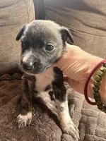 Brin, a female Australian Cattle Dog for sale in Albuquerque, NM – 2 of 3