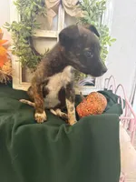 Sweety, a female Australian Cattle Dog for sale in Lakeside, AZ – 5 of 5