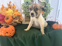 Marley, a male Australian Cattle Dog for sale in Lakeside, AZ – 4 of 4
