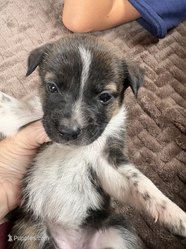 Shira – Australian Cattle Dog puppy for sale in Albuquerque, NM