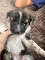 Shira, a female Australian Cattle Dog for sale in Albuquerque, NM – 1 of 3