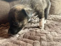 Brin, a female Australian Cattle Dog for sale in Albuquerque, NM – 3 of 3