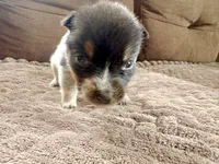 Tiny, a female Australian Cattle Dog for sale in Albuquerque, NM – 3 of 3