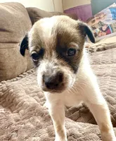 Bella, a female Australian Cattle Dog for sale in Albuquerque, NM – 3 of 3