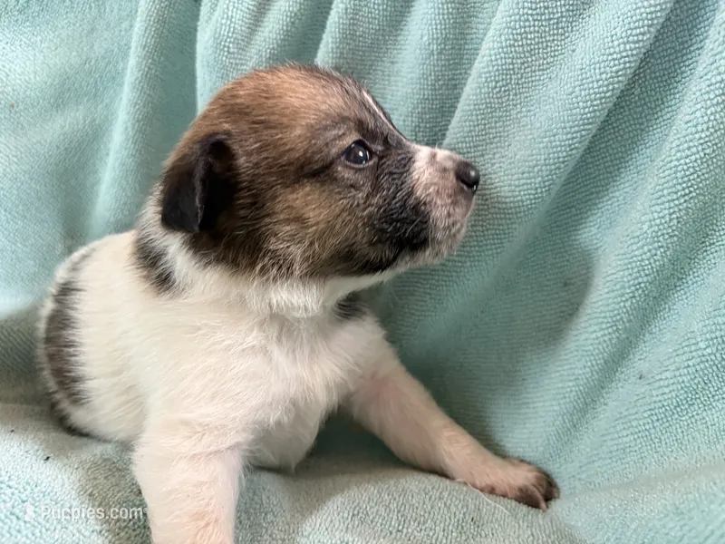 Freckles – Australian Cattle Dog puppy for sale in Albuquerque, NM