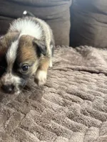 Buster, a male Australian Cattle Dog for sale in Albuquerque, NM – 2 of 3