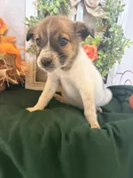 Marley, a male Australian Cattle Dog for sale in Lakeside, AZ – 1 of 4