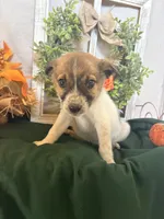Marley, a male Australian Cattle Dog for sale in Lakeside, AZ – 3 of 4