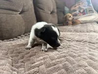 Oreo, a male Australian Cattle Dog for sale in Albuquerque, NM – 2 of 3