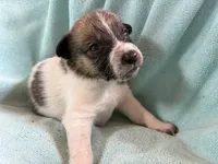 Freckles, a female Australian Cattle Dog for sale in Albuquerque, NM – 2 of 3
