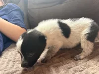 Le Pew, a male Australian Cattle Dog for sale in Albuquerque, NM – 3 of 3
