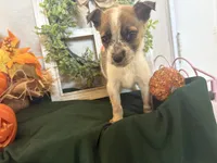 Ellie, a female Australian Cattle Dog for sale in Lakeside, AZ – 4 of 5
