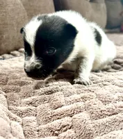 Oreo, a male Australian Cattle Dog for sale in Albuquerque, NM – 1 of 3