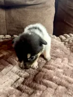 Tiny, a female Australian Cattle Dog for sale in Albuquerque, NM – 2 of 3
